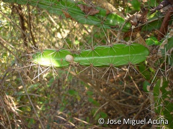 Leptocereus wrigthii, Boca de Jaruco, Mayabeque José M Acuna (4)